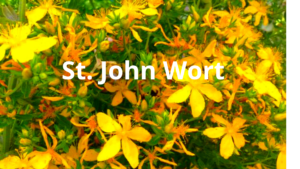 St. John Wort