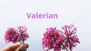 Valerian